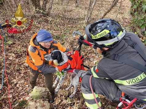 Cane Precipita In Un Pozzo Recuperato Dai Vigili Del Fuoco L Eco