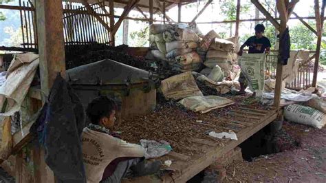 Pabrik Penyulingan Minyak Cengkeh Di Ciamis Terkendala Bahan Baku