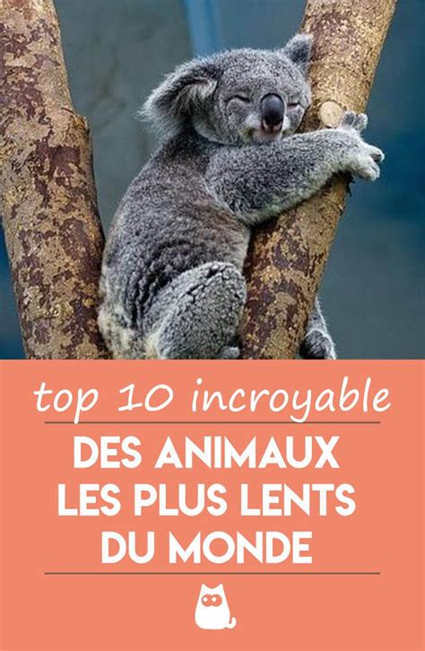 Les Animaux Les Plus Lents Du Monde Liste Avec Photos Top