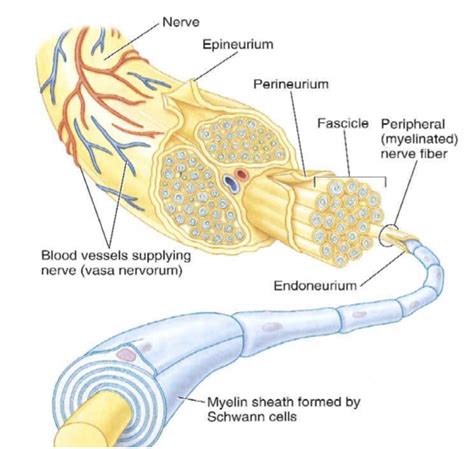 Tibial Nerve Injury: Symptoms, Diagnosis, and Treatment