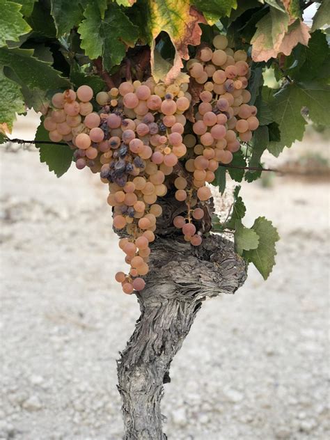 Patrick Murphy The Wine Hunter