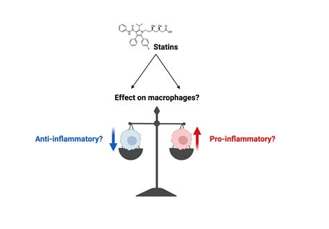 Immuno Free Full Text The Immunomodulatory Effects Of Statins On