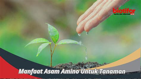 Manfaat Tebu Mengenal Keajaiban Dan Kegunaan Tanaman Manis Biotifor