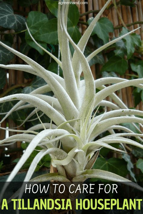 How To Care For A Tillandsia Houseplant