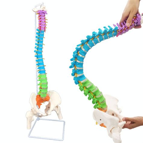 Buy Veipho Spine Model Spine Models For Chiropractors Spine Model