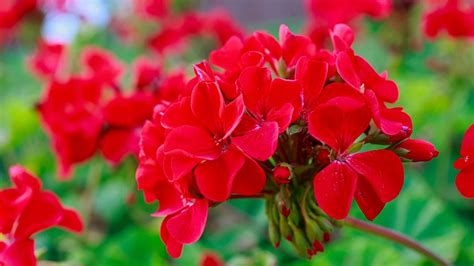 El Truco Casero Para Que Tus Geranios Se Llenen De Flores Aun En