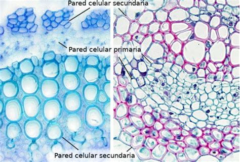 La célula. Ampliaciones. Pared celular. Atlas de Histología Vegetal y ...