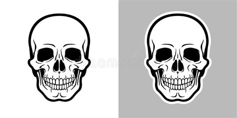 Human Skull with Anatomical Proportions. Stock Vector - Illustration of cadaver, head: 235982181