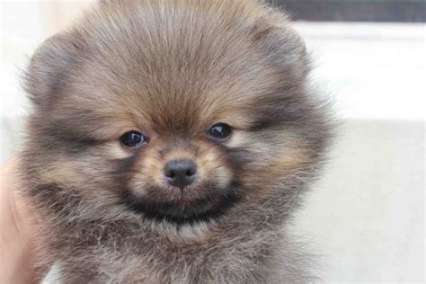 LovelyPuppy: Wolf/Sable Color Pomeranian Puppy