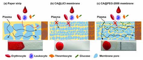 Scheme 1 The Schematic Diagrams Of Different Membranes And Bioassay Download Scientific