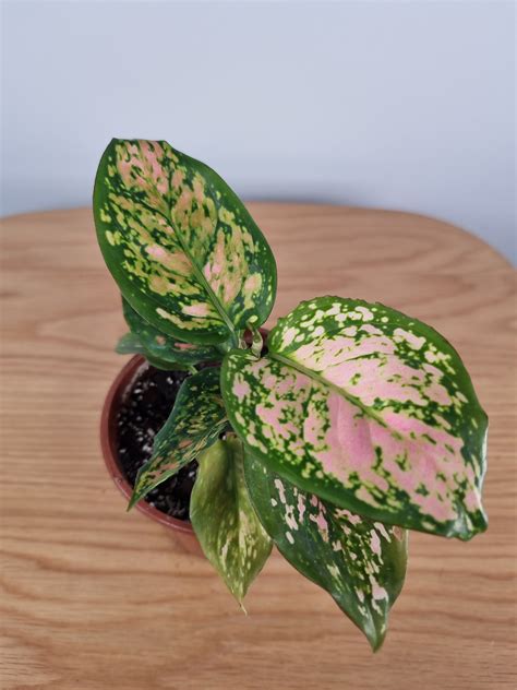 Aglaonema Commutatum Lady Valentine In 2022 Plant Lighting Chinese