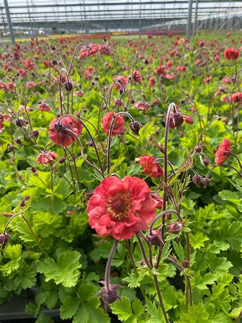 Geum Flames Of Passion Collection Golden Valley Plants