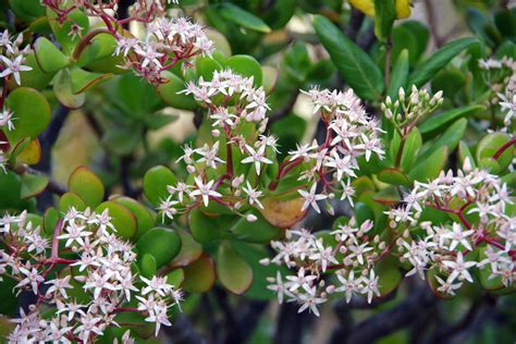 Jade Plant How To Grow And Care For Jade Plants