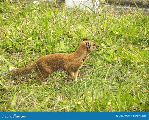 Yellow Mongoose 1 Stock Image Image Of Southern Reddish 78379427