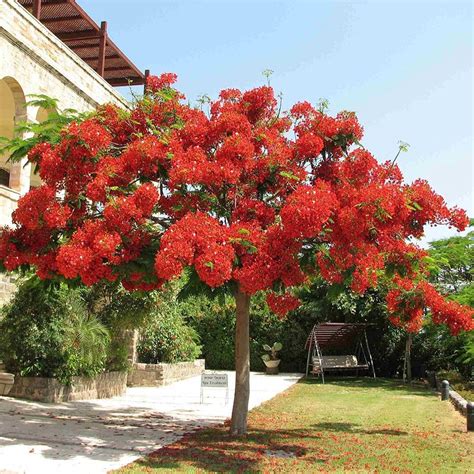 Árboles De Flores Rojas El Nou Garden