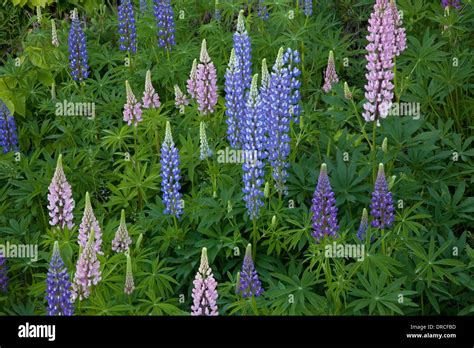 Blue, pink and purple flowers Stock Photo - Alamy