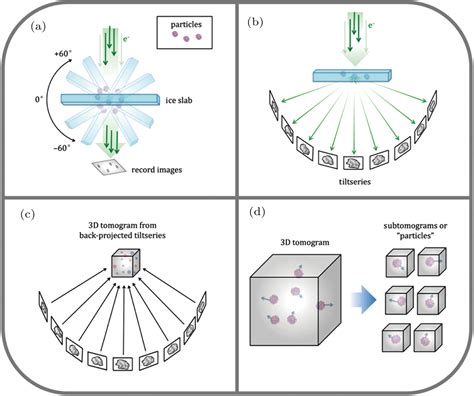 Cryo Et Bridges The Gap Between Cell Biology And Structural Biophysics