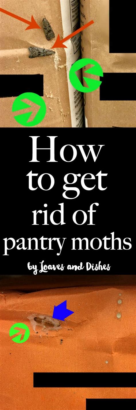 HOW DO YOU GET RID OF PANTRY MOTHS | Pantry moths, Pantry, Cleaners homemade