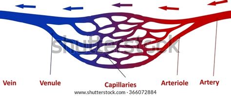 Capillaries Stock Vector (Royalty Free) 366072884 