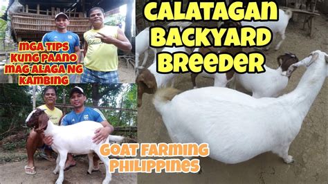 Goat Farming Philippines Bakit Magaganda Ang Mga Kambing Sa Calatagan