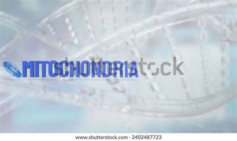 Mitochondria Cellular Organelles Found Most Eukaryotic Stock ...