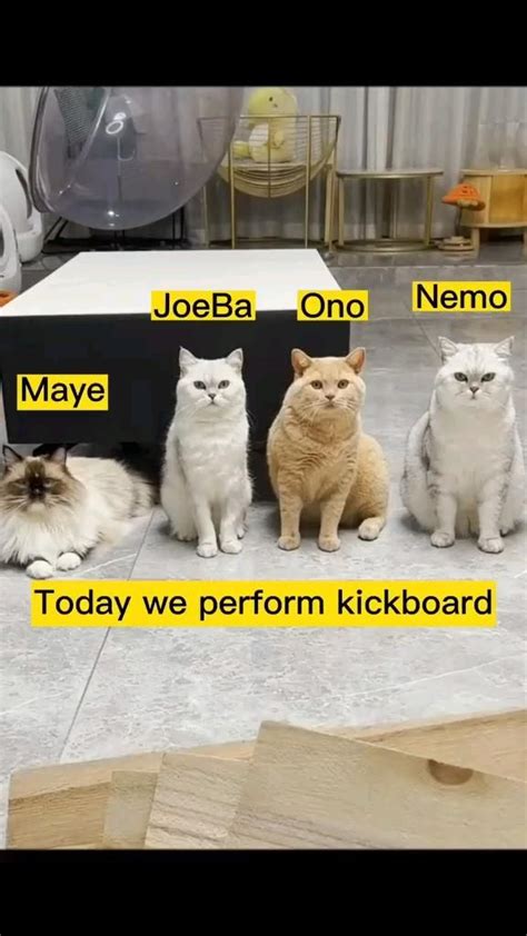 Funny Cats Playing 😹😸 Funny Animal Videos Funny Animals Funny Cats
