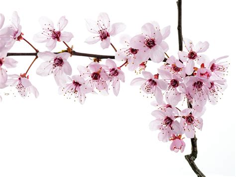 Pink Flower White Backgrounds Wallpaper Cave