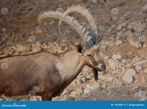 Close Up of a Nubian Ibex`s Impressive Horns and Strong Body Capra ...