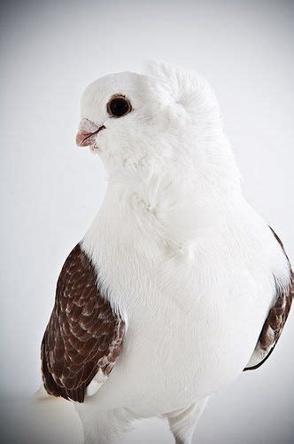 Old German Owl Pigeon Pet Pigeon Dove Pigeon Beautiful Birds Animals