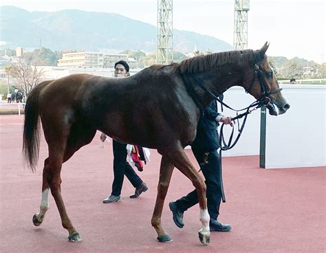 【阪神11r・リゲルs】マテンロウスカイがオープン初勝利 横山典弘騎手「能力は高いので」 ライブドアニュース