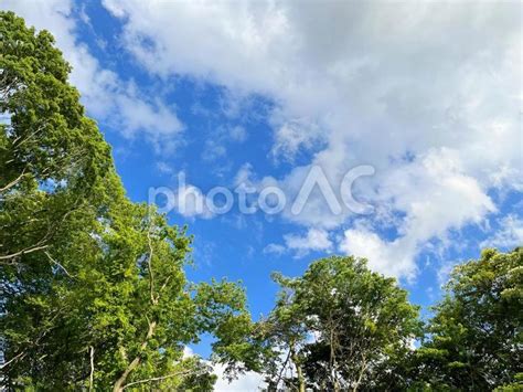 爽やかな新緑と青空の風景 No 26398115｜写真素材なら「写真ac」無料（フリー）ダウンロードok