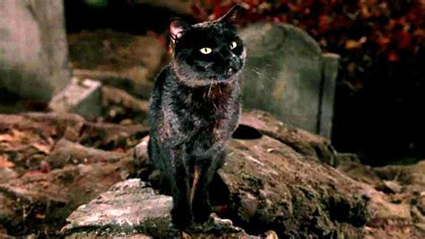 For Blackcatappreciationday We Are Celebrating Hocus Pocus Thackery