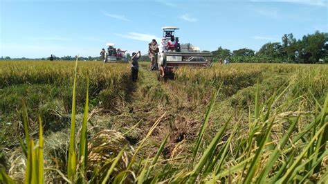 ALHAMDULILLAH Karawang Siap Panen Padi Empat Kali Dalam Setahun Dari