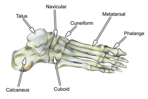 The Navicular Bone