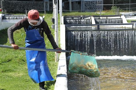 Prepara Sader Plan Nacional De Acuacultura Sustentable 2019 2024