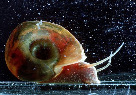 Schistosomiasis Snail