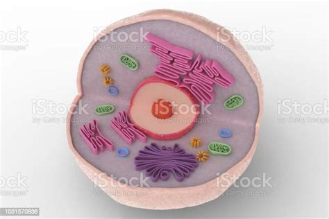 흰색 바탕에 고립 된 인간 세포 해부학 구조입니다 3d 렌더링 그림 세포에 대한 스톡 사진 및 기타 이미지 세포 해부학