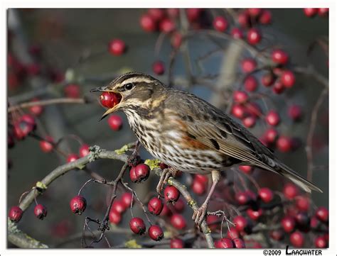 Redwing - Koperwiek - Turdus iliacus