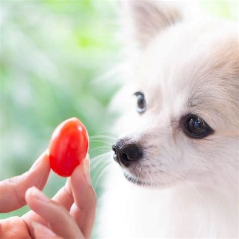 Tabla De Cuanto Chocolate Puede Matar A Un Perro