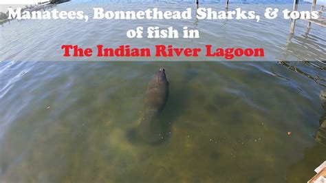 Manatees Bonnethead Sharks And TONS Of Fish Feeding In The Indian