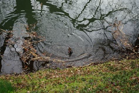 The Common Moorhen Gallinula Chloropus Is A Bird Species In The Rail