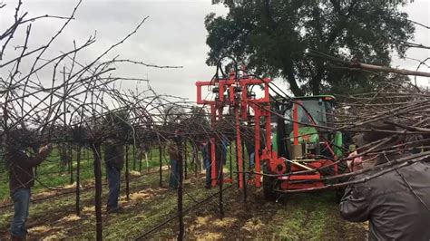 Machine Pruning Grapes On High Wire Sickle Pruner Youtube