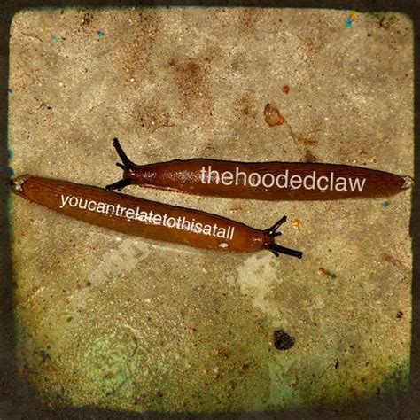 Stream You Cant Relate To This At All By Thehoodedclaw Listen Online