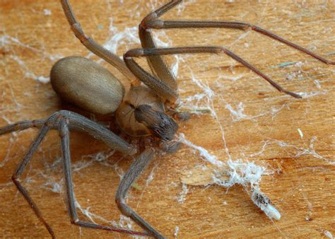 How To Get Rid Of Brown Recluse Bite - howsolut