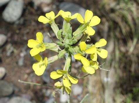 Erysimum canescens - Изображение особи - Плантариум