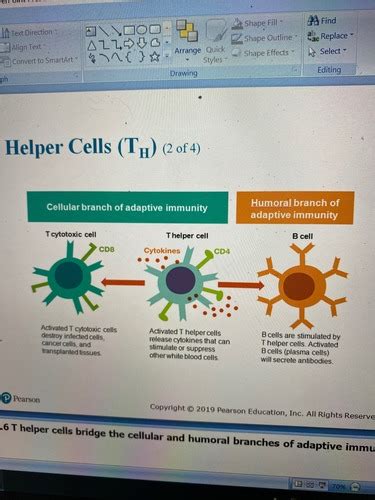 Microbiology Ch12 Adaptive Immunity Flashcards Quizlet