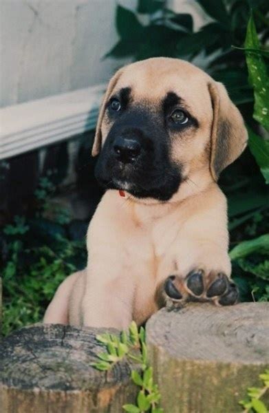 That Paw English Mastiff Mastiff Dogs Mastiff Puppies