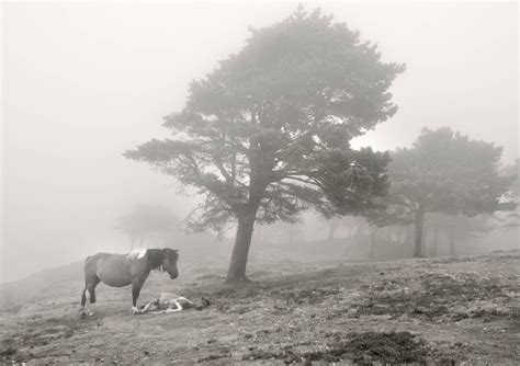 Instantes fotos de Sebastián Navarrete Sierra del Sueve Asturias