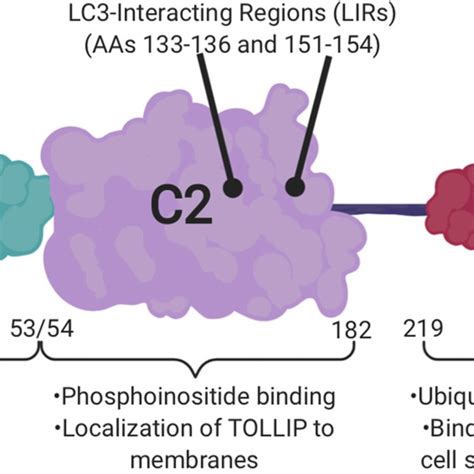 A Cellular Pathways Where Tollip Is Involved In Acute And Chronic Download Scientific Diagram