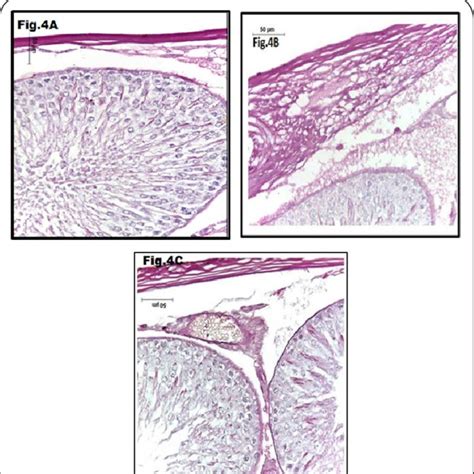 A A Photomicrograph Of Transverse Section Adult Albino Rat Testis Of